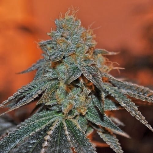 SALE - Berry Bomb - Elemental Seeds - Cannabis Seed Sale Items